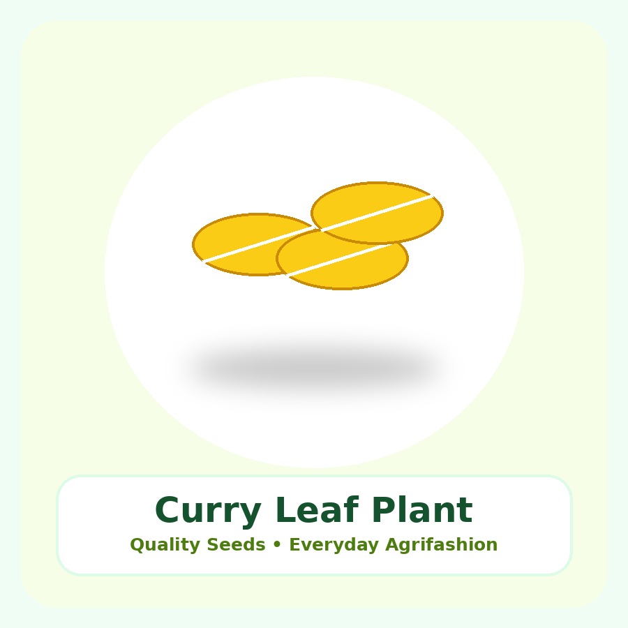 Curry Leaf Plant Medium Plant