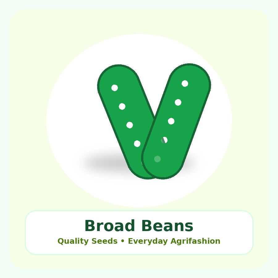 Broad Beans Seeds 1kg